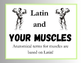 Latin Names of Muscles - Latin in Anatomy