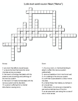 Latin root word neuron Neur ( Nerve ) crossword and word search TpT