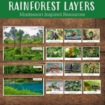 Preview of Layers of Rainforest Montessori Inspired Materials