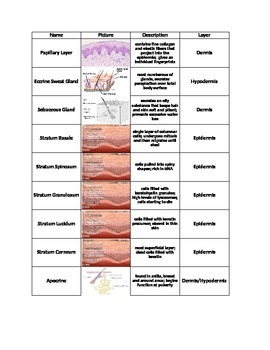 Preview of Layers of Skin (Integumentary System) Review Cut & Paste