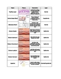 Layers of Skin (Integumentary System) Review Cut & Paste