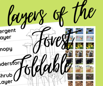 Preview of Layers of the Forest Foldable