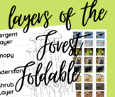 Layers of the Forest Foldable