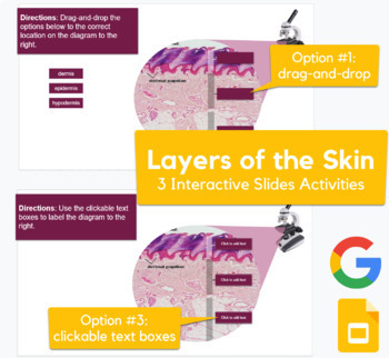 Preview of Layers of the Skin - drag-and-drop, labeling activity in Slides