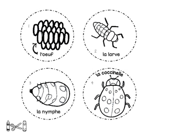 Le cycle de vie d une coccinelle FRENCH Life Cycle Craft