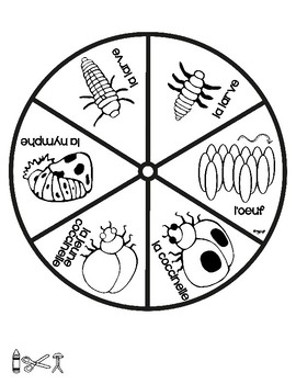 Le cycle de vie d une coccinelle FRENCH Life Cycle Spinner