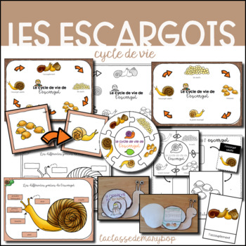 Preview of Le cycle de vie de l´escargot - FRENCH Snail life cycle