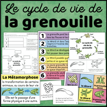 Preview of Le cycle de vie de la grenouille FRENCH Frog Life Cycle Posters & Activities