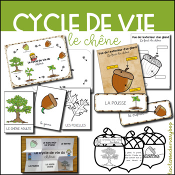 Preview of Le cycle de vie du chêne - Pack 1 - Oak Tree - Acorn
