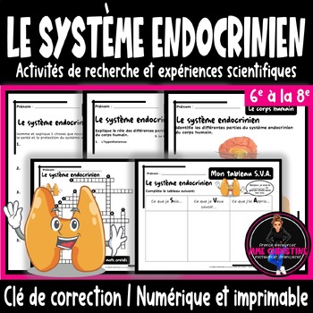 Preview of Le système endocrinien I 14 Activités I Quiz I Recherche I Clé de correction