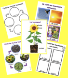 Le tournesol, French Sunflower life cycle, parts, worksheets