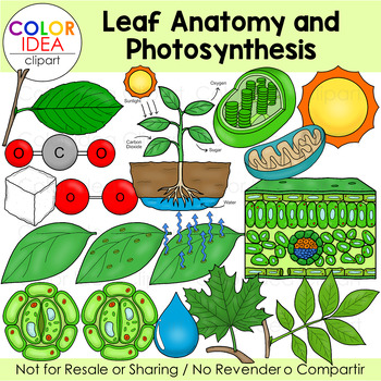 Preview of Leaf Anatomy and Photosynthesis