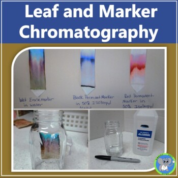 Preview of Leaf And Marker Chromatography Experiment | Fall Colors Science STEAM Activity