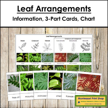 Preview of Types of Leaf Arrangements (Information, Sorting Cards & Control Chart) - Botany
