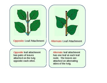 Preview of Leaf Attachment