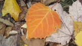 Leaf Collection Project -Native American Knowledge of Indi