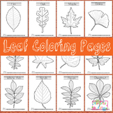 Leaf Coloring Pages - Leaf Activites