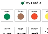 Leaf Description activity