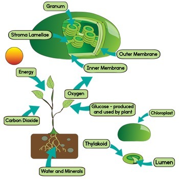 A Simple Diagram of Photosynthesis