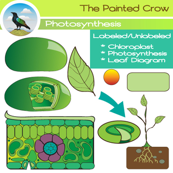 Preview of Leaf Diagram and Photosynthesis Clip Art - Color and Blackline Illustrations