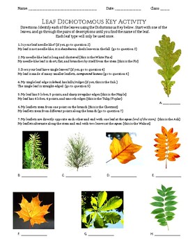 Preview of Life Science - Dichotomous Key Activity! Colorful Leaf version