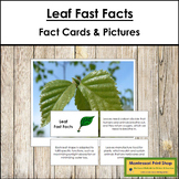 Leaf Fast Facts - Montessori Botany Cards & Pictures