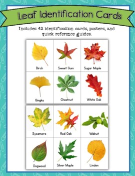 Preview of Fall Leaf Identification Cards