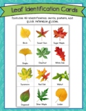 Fall Leaf Identification Cards