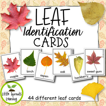 Preview of Leaf Identification Cards - (Great for Science)