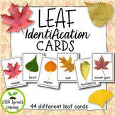 Leaf Identification Cards - (Great for Science) 