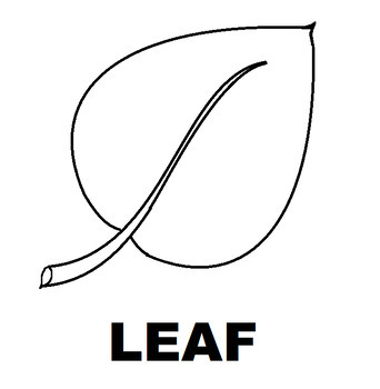 Preview of Leaf Identification Flash card