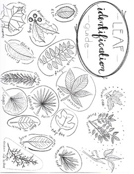 Preview of Leaf Identification Guide Sheet