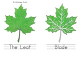 Leaf: Lesson Book/Chart