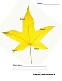 Leaf Main Idea