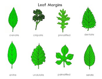 parted leaf margin