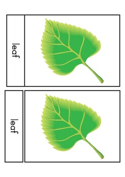Preview of Leaf Nomenclature (3 part cards)