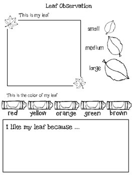 Download Leaf Observation by Ms Brunners Kindergarten | Teachers Pay Teachers