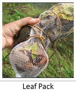 Preview of Leaf Pack Testing the waters