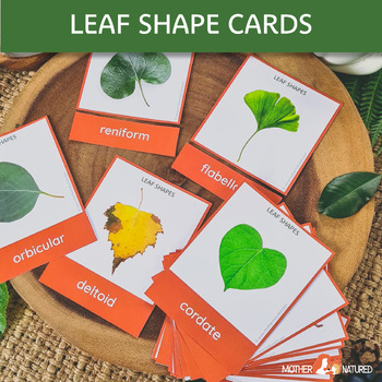 Preview of Leaf Shape Identification Cards | Leaf Cards | Leaf Flash Cards | Montessori