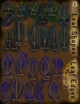Preview of Leaf Shapes ID/Poster