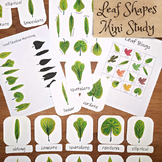 Leaf Shapes Mini Study: types of leaves activities, flashc
