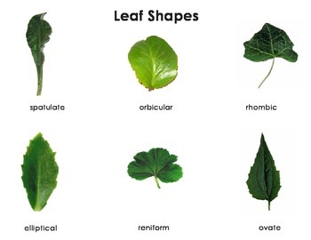 leaf shapes montessori three part cards by green tree