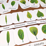 Leaf Shapes Three-part Cards: Montessori-style flashcards,