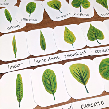 types of tree leaves