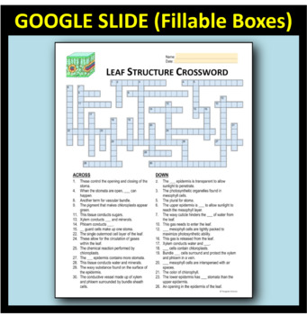 Leaf Structure Crossword Editable Printable Distance Learning Options