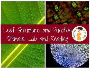 Preview of Leaf Stomata Homeostasis Lab Activity