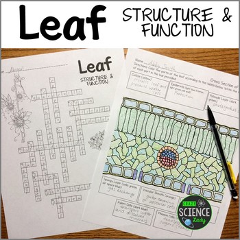 Preview of Photosynthesis and Layers of the Leaf: Crossword and Coloring