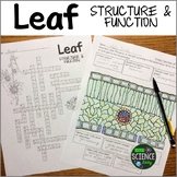 Photosynthesis and Layers of the Leaf: Crossword and Coloring