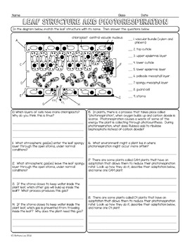 Leaf Structure and Photorespiration Biology Homework Worksheet | TpT