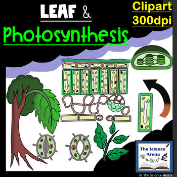 stomata in photosynthesis